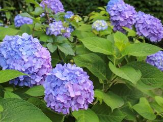 ６月１日のあじさいの写真です。