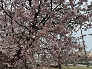 日本丸メモリアルパーク桜の写真