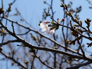 戸部公園桜の写真