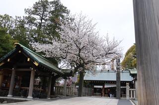 伊勢山皇大神宮桜の写真