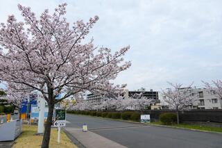 横浜イングリッシュガーデンの桜の写真