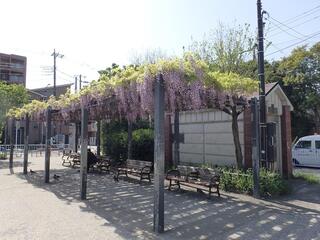 戸部公園の藤の写真