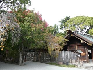 11月11日の伊勢山皇大神宮の紅葉2