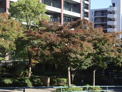 11月14日の紅葉坂の紅葉