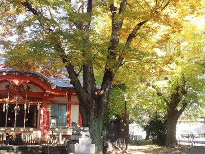 11月14日の戸部杉山神社の紅葉