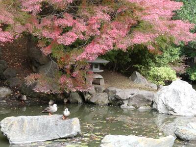 11月18日の野毛山公園(散策地区)の紅葉