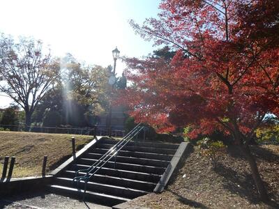 11月26日の掃部山公園の紅葉