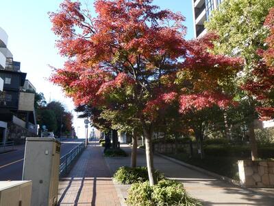11月26日の紅葉坂の紅葉