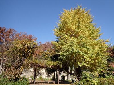 11月26日の軽井沢公園の紅葉