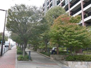 11月11日の紅葉坂の紅葉1