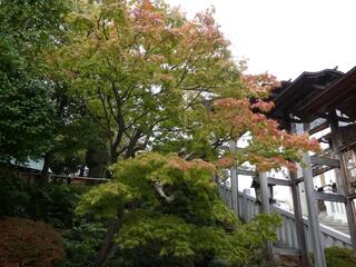 11月11日の伊勢山皇大神宮の紅葉1
