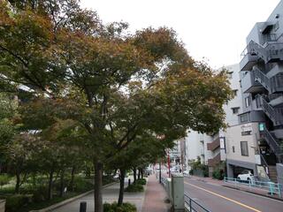 11月11日の紅葉坂の紅葉2