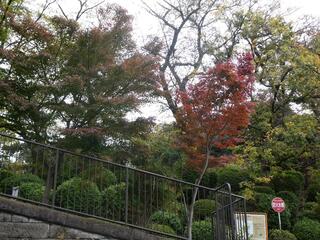 11月11日の掃部山公園の紅葉1