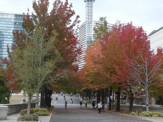 11月11日美術の広場の紅葉1