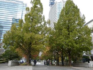 11月11日美術の広場の紅葉2