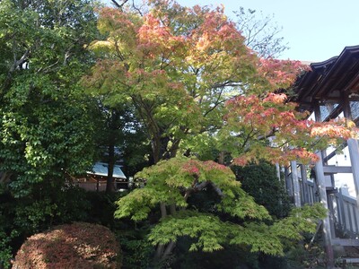 11月14日の伊勢山皇大神宮の紅葉