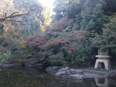 11月14日の掃部山公園の紅葉