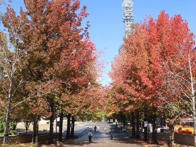 11月14日の美術の広場の紅葉