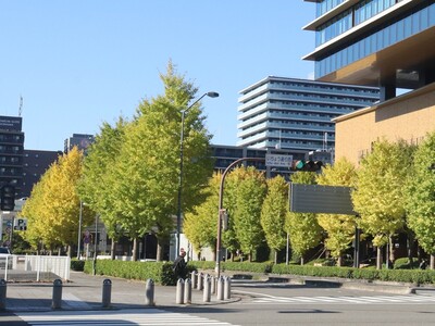 11月14日のいちょう通りの紅葉