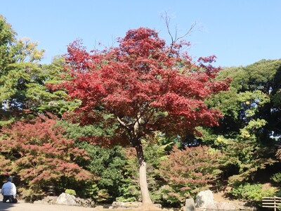 11月14日の野毛山公園(散策地区)の紅葉
