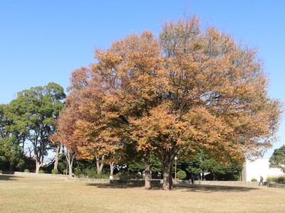 11月14日の野毛山公園(展望地区)の紅葉