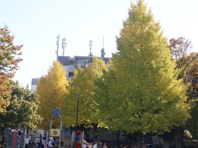 11月14日の社宮司公園の紅葉