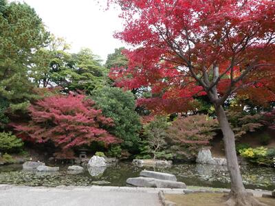 11月18日の野毛山公園(散策地区)の紅葉