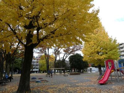 11月18日の社宮司公園の紅葉