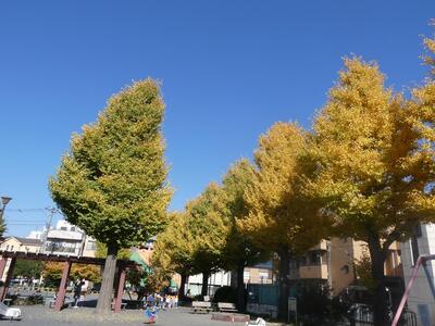 11月26日の大谷公園の紅葉