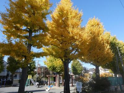 11月26日の大谷公園の紅葉