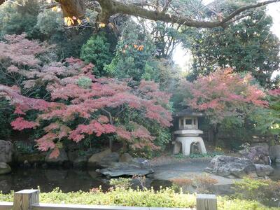 11月26日の掃部山公園の紅葉