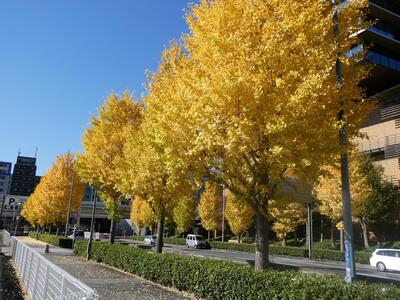 11月26日のいちょう通りの紅葉