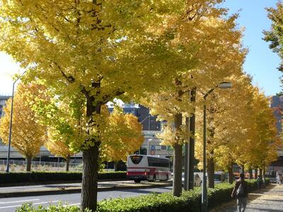 11月26日のいちょう通りの紅葉