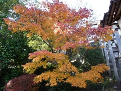 11月26日の伊勢山皇大神宮の紅葉