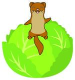 タッチー（キャベツ）