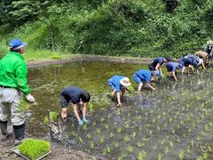 Izawa selvagem Shimin-nenhum-Mori arroz-transplantando