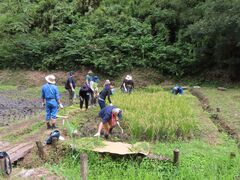 Công dân Araizawa thu hoạch lúa rừng