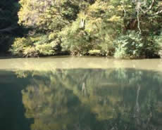 瀬上市民の森にある瀬上池の写真