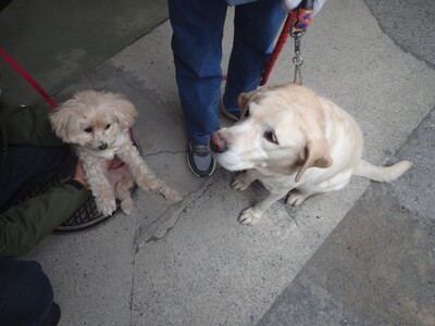 ペット同行避難訓練写真２