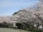 桂台第一公園の桜