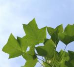 ユリノキの葉の写真