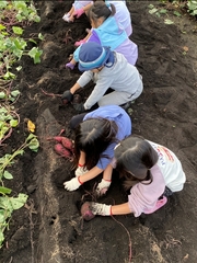 芋ほりをしているこどもの写真