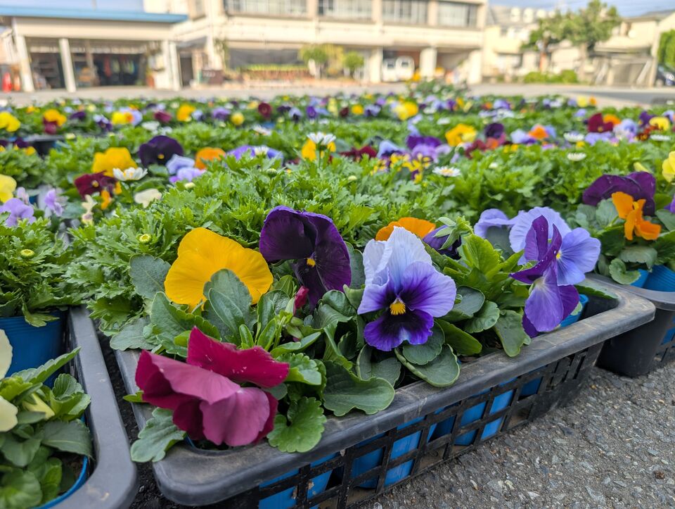 花苗が納品された様子
