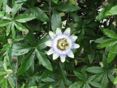 パッションフルーツの花の画像