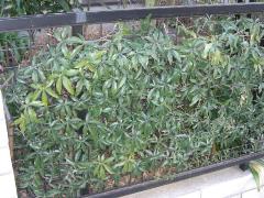 パッションフルーツの緑のカーテンの画像