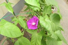 アサガオの花の画像