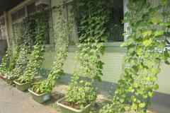 アサガオの緑のカーテンの画像