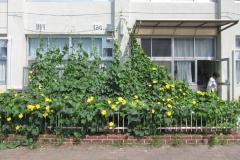 ヘチマの緑のカーテンの画像