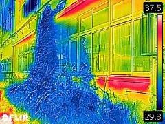 サーモグラフィカメラで撮影した緑のカーテンの画像