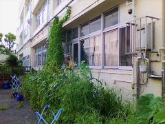 瀬谷小学校の緑のカーテンの画像